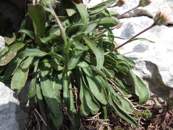 Erigeron alpinus